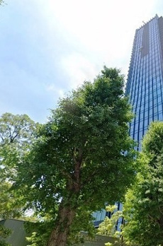 ラトゥール青葉台 