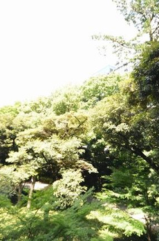 パークコート神宮前Ｔｈｅ　Ｆｏｒｅｓｔ 