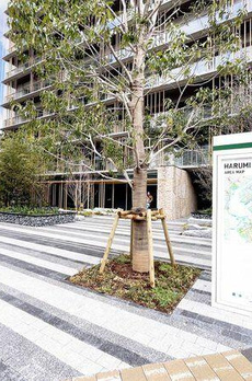 ＨＡＲＵＭＩ　ＦＬＡＧ　ＰＡＲＫ　ＶＩＬＬＡＧＥ　Ｄ棟 