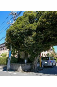 パレロワイヤル長者丸 
