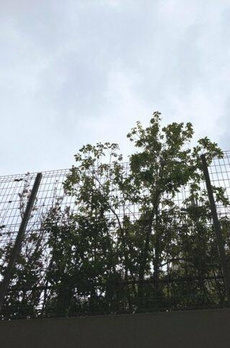 グランドメゾン桜新町 