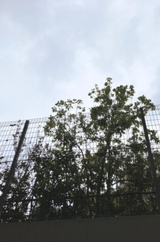 グランドメゾン桜新町 