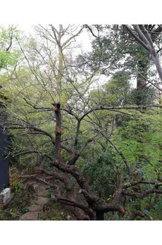 ＭＩＴＳＵＩＫＥ　ＧＡＲＤＥＮ 
