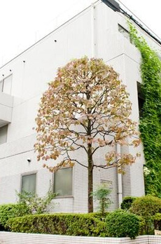 Ｐｒｅｖｅｒ　　参宮橋 