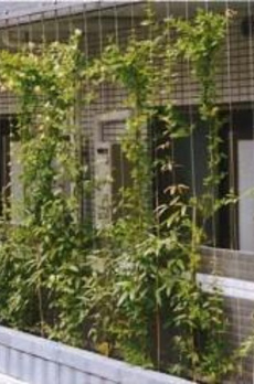 ＤＥＵＸＢＬＡＮＣＳ高田馬場 