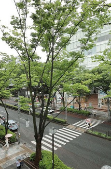 表参道ヒルズゼルコバテラスＷ 