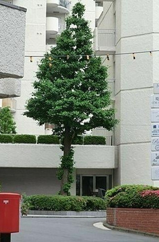 パークマンション三田綱町　ザフォレスト 