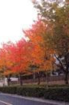 三田綱町テラス 