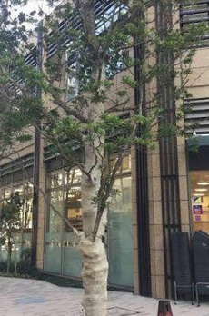 銀座レジデンス伍番館 