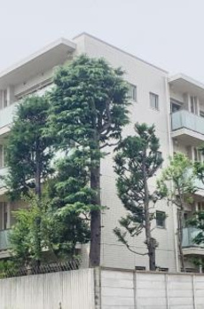 ＤＯＧＷＯＯＤ南麻布 
