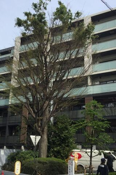 パークリュクス渋谷西原 