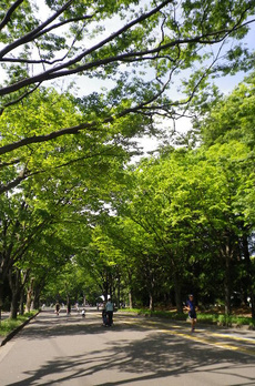 ＷＩＳＴＥＲＩＡ　ＫＯＭＡＺＡＷＡ 