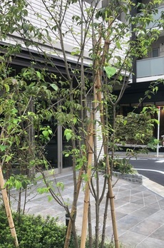 アーバネックス早稲田 