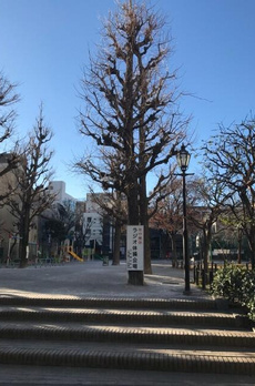 ラフィーネカワムラ 