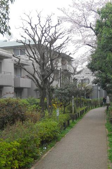 リビエール宮の坂 