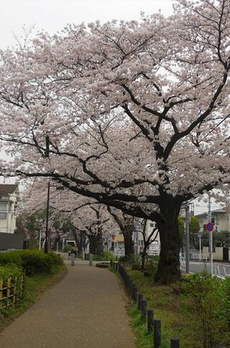 リビエール宮の坂 