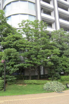 東京ツインパークスＲＩＧＨＴ　ＷＩＮＧ 