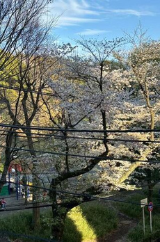 プレミスト代々木公園パークフロント 