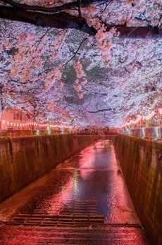 イゾラセレーナ目黒 
