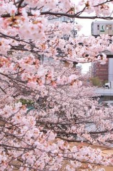 御殿山ハイツ 