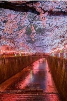 イゾラセレーナ目黒 周辺環境