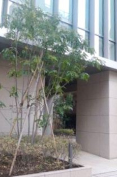 ラフィーヌ銀座 