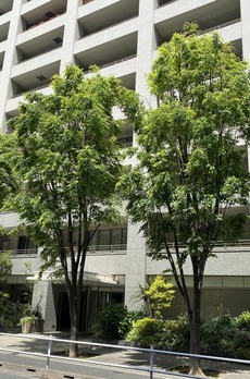 麻布市兵衛町ホームズ 